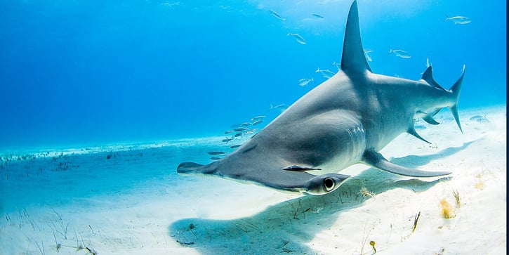 hammerheads-bimini.jpg